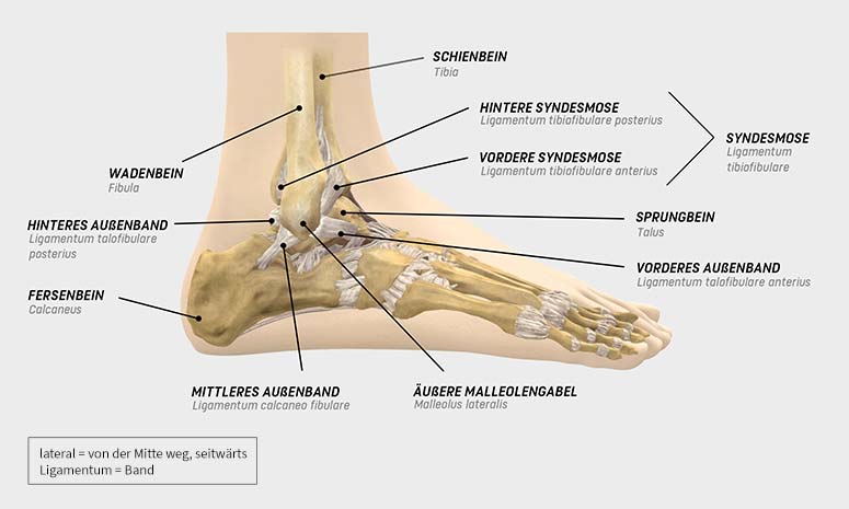 anatomie sprunggelenk bänder